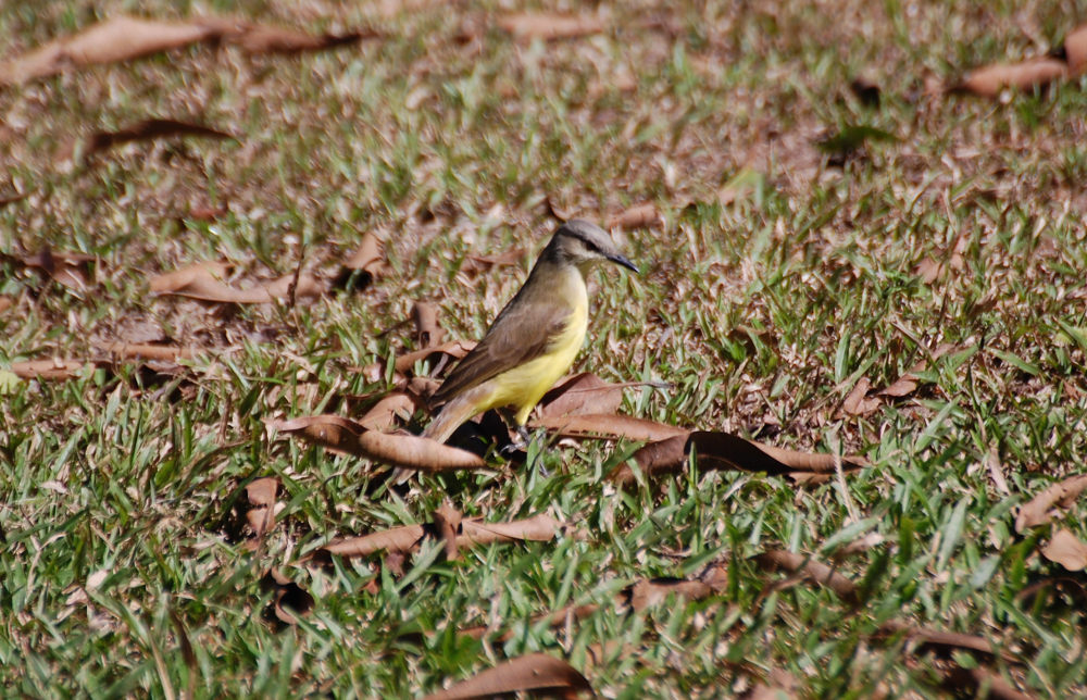 Brasile - uccello nel Pantanal: Tiranno del bestiame (Machetornis rixosa)